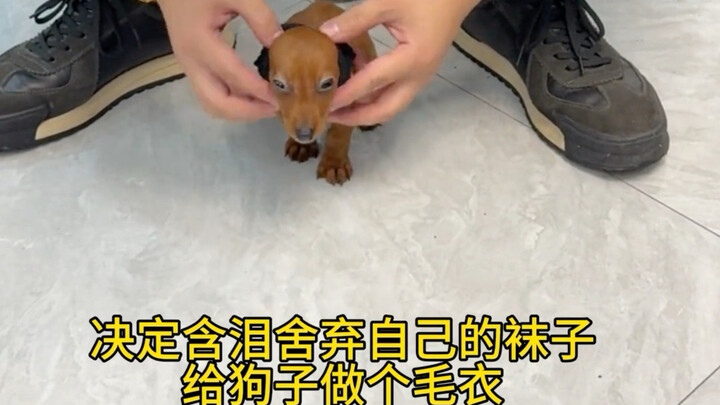 Using my own socks to make a sweater for the dog…