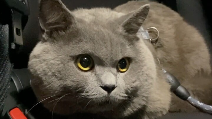 قطة مُرَمِّمة لطيفة وجدتها من خلال تشارك الركوب!
