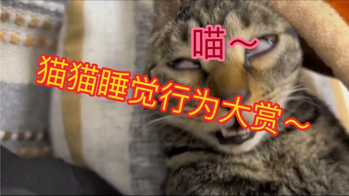 Let’s check out these cats with the weirdest sleeping poses!