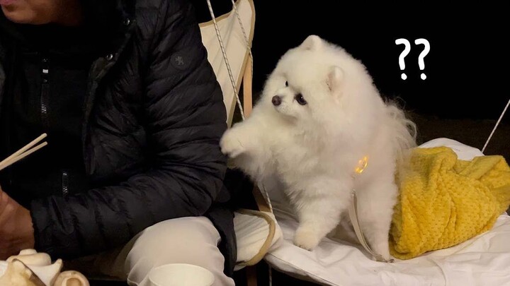 เหตุผลที่เจ้าตูบกวงกวงชอบแคมปิ้งชัดเจนแล้ว