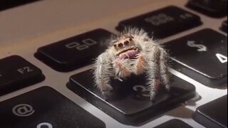In reality, Lucas the Spider can not only kill with his head tilted, but also give his master a high