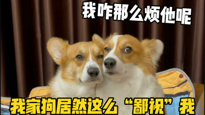 Bagaimana mungkin anak anjing bisa menang melawan “majikannya”?
