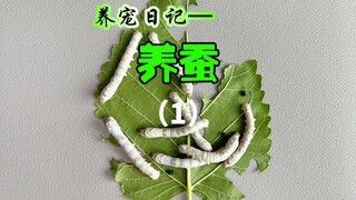 The silkworm eggs I bought more than 20 days ago have made me wander the wilderness day after day...
