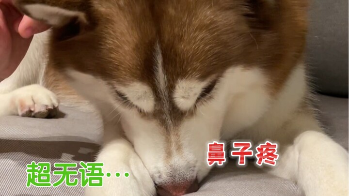 นี่ก็ปี 2023 แล้ว หมาบ้านเรายังคงไม่เลิกวิ่งชนประตูกระจกอยู่เลย…