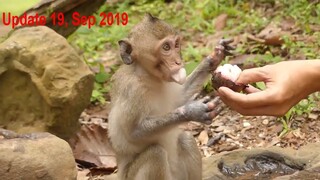 OMG! Poor Baby Janet Monkey Very Hungry, Thanks Tourist Guy Feed Fruit To Her, Janet Can't Use Hand