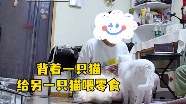 يحمل سانسان ليعطي ميمي شرائح القطط.