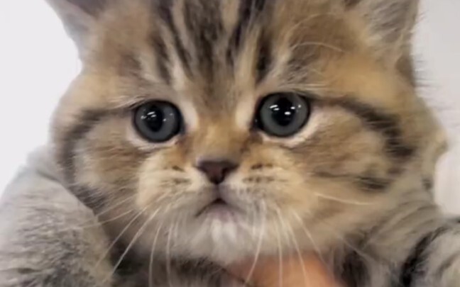 Masuk ke pasar kucing untuk melihat kucing, harganya akan membuatmu terkejut