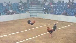 4 cock derby sta. Rosa