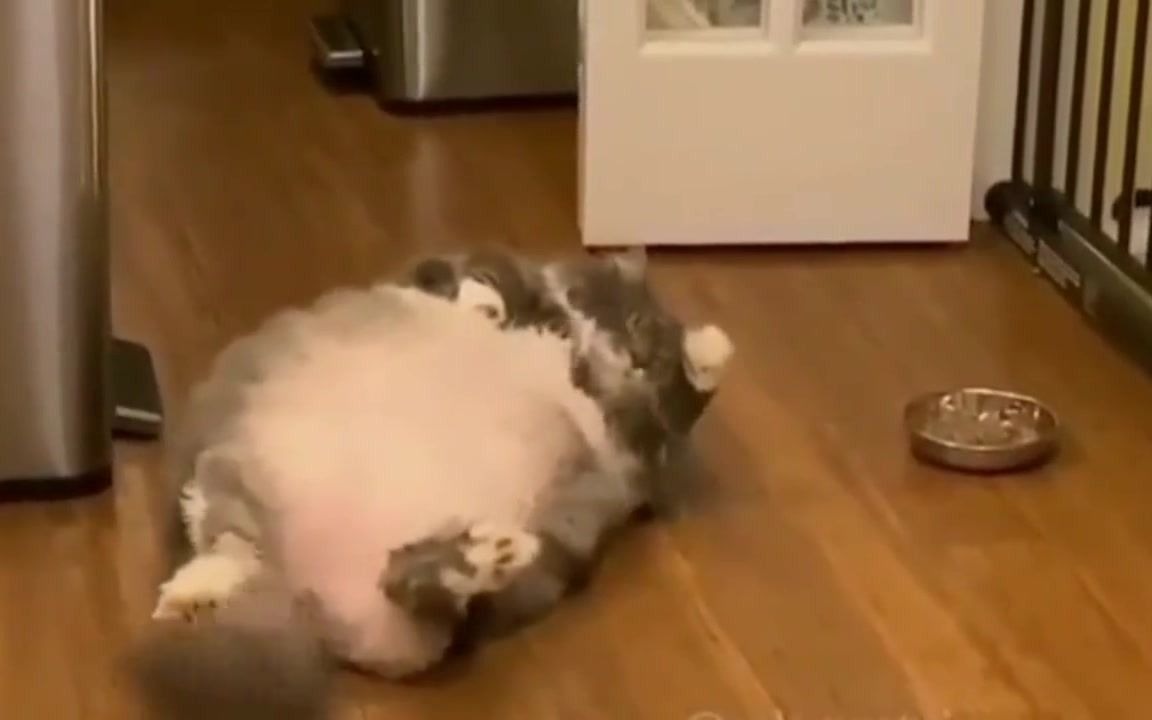 funny pics of fat cats