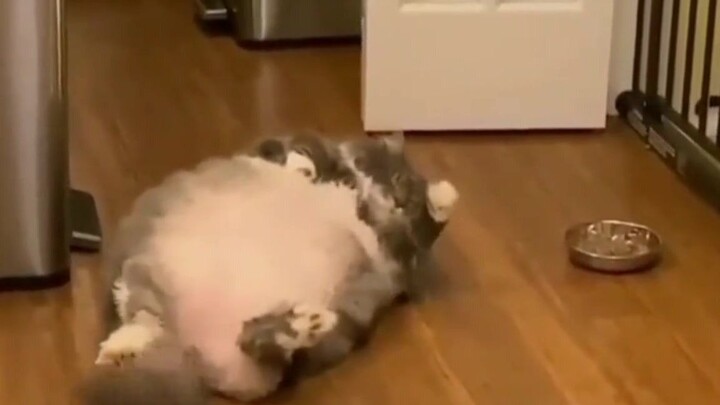 Funniest Fat Cat Compilation | Funny Pet Videos