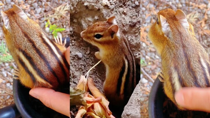 Eating more nuts really can make your hair healthy and shiny!