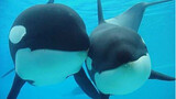 Killer whales having fun with people