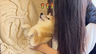 A person and a dog finally went head-to-head.