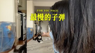 世界上最慢的子弹😂