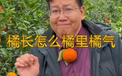 Cam sành Trung Quốc, đâu là số một? Đến Vũ Minh, Quảng Tây, tìm “vua cam”!