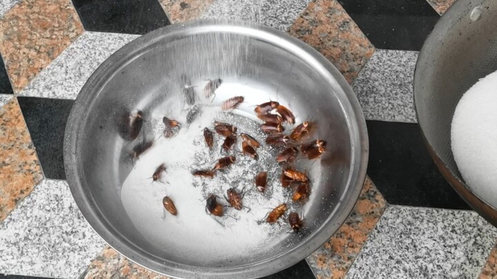 [Eksperimen] Masak garam hingga 500 derajat, tuang ke tumpukan kecoa