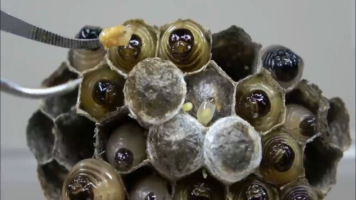 Feeding the baby bees—it looks so tempting!