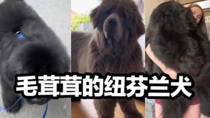 Anjing Newfoundland = Boneka Raksasa Berbulu Tebal yang Manja dan Penuh Kasih Sayang