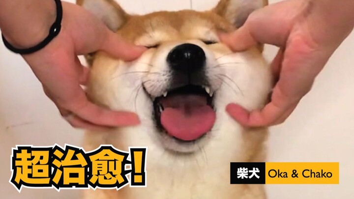 【ชิบะอินุโอคะ】ลูบชิบะไปเรื่อยๆ ฟินสุดๆ! ชิบะน่ารักขนาดนี้ ใครจะทนไหวล่ะ…