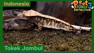Temanku, Telur - Peet The Forest Detective 3 (Bahasa Indonesia)