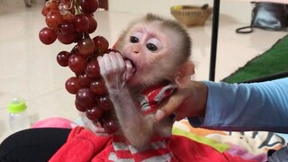 Lovely Baby Mino Very Like Eating Grape