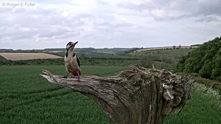 This funky woodpecker has got the groove | Wildlife Moments