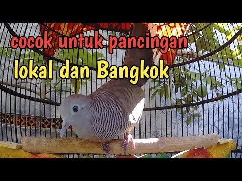 Perkutut gacor suara enak dangdutan cocok untuk pancingan.