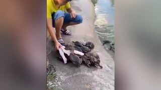 these turtles are too bad to rob my fish. funny tiktokfood fyp food