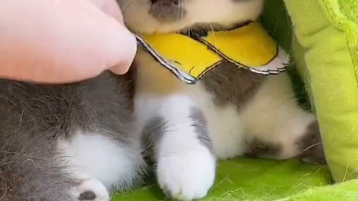 Is my cat Jiojio poisoned?