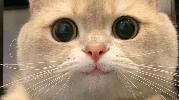 The little kitty’s weekly delivery of good luck has arrived! Please be sure to check for it, everyon