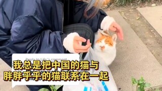 Một chú mèo hoang màu cam ở Tứ Xuyên, Trung Quốc bỗng nổi tiếng trên TIKTOK, mèo ở Trung Quốc lúc nà