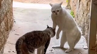 Funny video cat