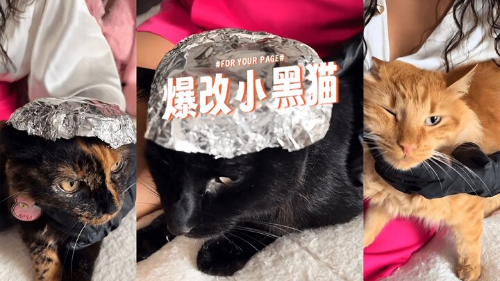 Berhasil mewarnai kucing hitam kecil menjadi kucing emas kecil