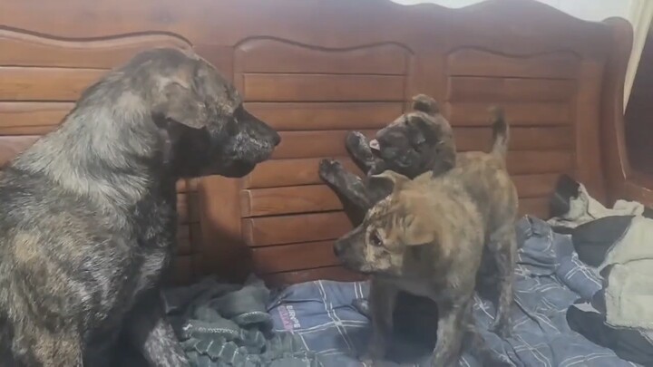 Pertama kali bertemu anjing, orang tua langsung naik pitam seperti ini