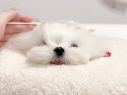 The Maltese looks all dressed up and heading out