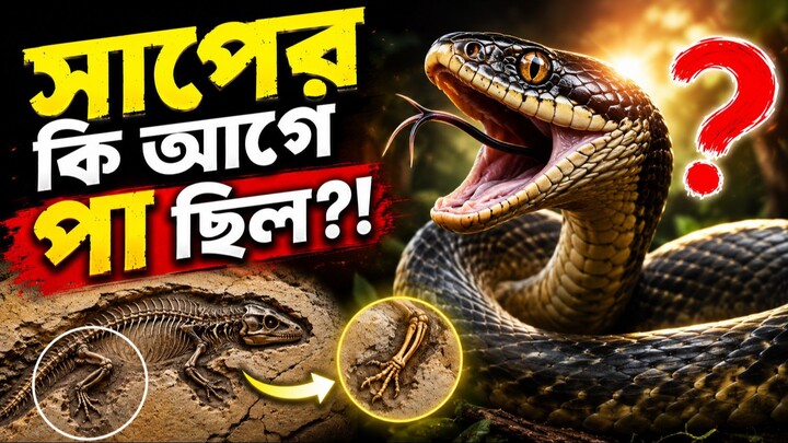 সাপের একসময় ৪টা পা ছিল! Fossil প্রমাণ দেখলে অবাক হবেন