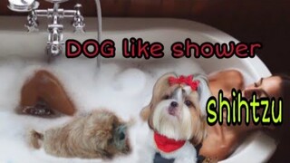 DOG SHIH-TZU SHOWER  |  CAT FEEDING