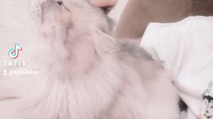 ต้าว ฟี่😻