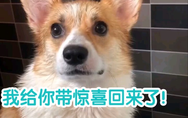 Nuôi corgi đi, ngày nào cũng mở hộp bí mật…