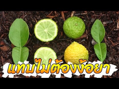 รู้วิธี..ใช้ได้ทันที...!!! มีอาการนี้! แทบไม่ต้องพึ่งยา แค่มี "มะกรูด"