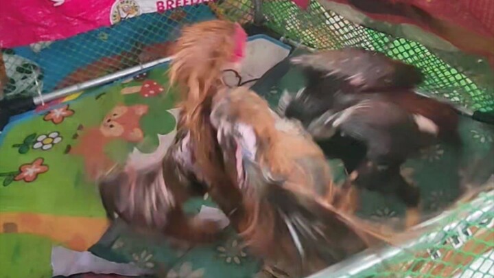 ThaiPak and Magnum Braz dance