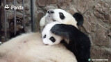 大熊猫成大 麻麻牌蹦床，舒适柔软