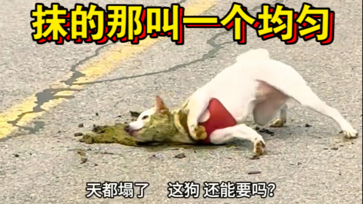 Con chó này còn đáng nuôi không?