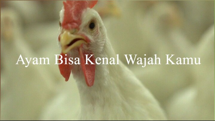 Ayam Bisa Kenal Wajah Kamu