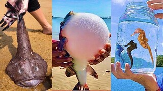 Catching Seafood 🦀🐙 ASMR Relaxing (Catch Shark , Catch Fish ,Deep Sea Monster ) #506