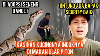 Anak Kucing Jalanan Sedih Karena Induknya Di Makan Ular Piton..!