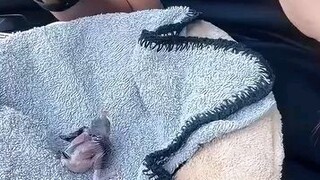 Baby bird rescued