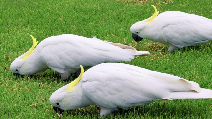 Wild Kui Kui Chews Grass