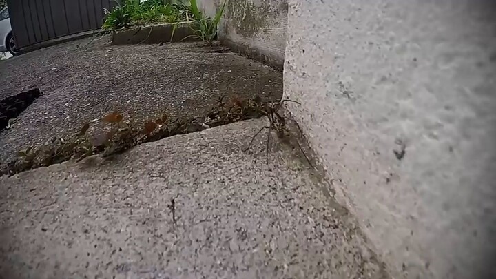 #spider