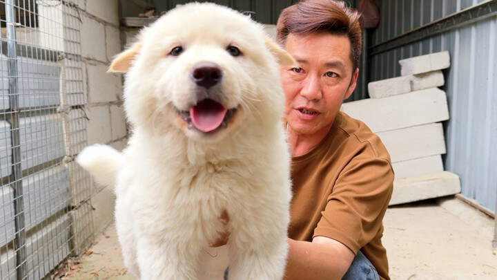 น้องหมาตัวขาวตัวน้อยที่นิสัยอ่อนโยน ขี้อ้อน และมีรอยยิ้มบนใบหน้า มันเหมือนผ้าห่มนุ่มๆ ที่คอยอยู่เคีย